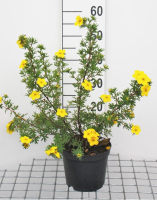 Potentilla fruticosa 'Goldfinger'   pot 3L   25 30 cm  