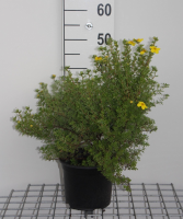 Potentilla fruticosa 'Klondike'   pot 3L   25 30 cm