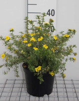 Potentilla fruticosa 'Kobold'   pot 3L   25 30 cm