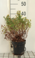 Potentilla fruticosa 'Kobold'   pot 1,3L   20 25 cm