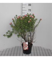 Potentilla fruticosa 'Pink Beauty' (Lovely Pink)   pot 3L   25 30 cm