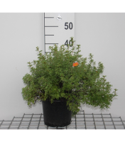 Potentilla fruticosa 'Marrob' (Marian Red Robin)   pot 3L   25 30 cm  