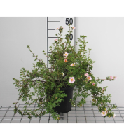 Potentilla fruticosa 'Blink' (Princess)   pot 3L   25 30 cm