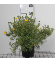 Potentilla fruticosa 'Tangerine'   pot 3L   25 30 cm