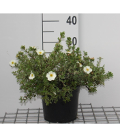 Potentilla fruticosa 'Tilford Cream'   pot 3L   25 30 cm  