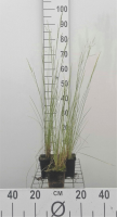 Poa labillardierei   pot 9x9 cm