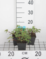 Potentilla palustris   pot 9x9 cm