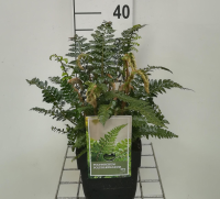 Polystichum polyblepharum   pot 2L