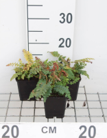 Polystichum polyblepharum   pot 9x9 cm
