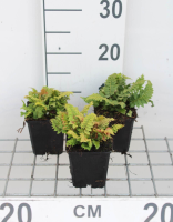 Polystichum setiferum 'Congestum'   pot 9x9 cm  