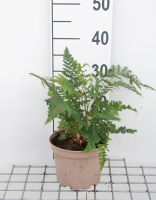 Polystichum setiferum 'Dahlem'   pot 2L