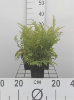 Polystichum setiferum 'Dahlem'   pot 9x9 cm  