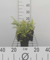 Polystichum setiferum   pot 9x9 cm  