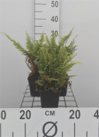 Polystichum setiferum 'Plumosum'   pot 9x9 cm