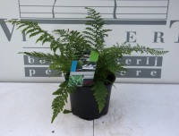 Polystichum setiferum 'Proliferum'   pot 2L