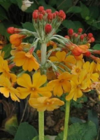 Primula bulleyana   pot 9x9 cm