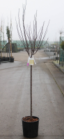 Prunus cerasifera 'Nigra'   pot 18L   halfstam boom  