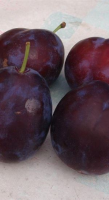 Prunus domestica 'Belle de Louvain'   blote wortel   struik  