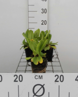 Primula denticulata 'Rubin'   pot 9x9 cm  