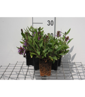 Prunella grandiflora   pot 9x9 cm  