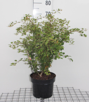 Prunus incisa 'Kojou no mai'   pot 12L   60 80 cm  