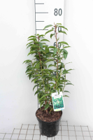 Prunus lusitanica 'Angustifolia'   pot   40 50 cm   struik  