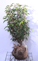 Prunus lusitanica 'Angustifolia'   aardekluit   60 80 cm   struik