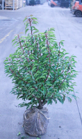 Prunus lusitanica 'Angustifolia'   aardekluit   80 100 cm   struik