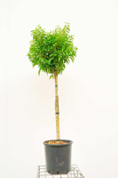 Prunus lusitanica 'Angustifolia'   pot 18L   halfstam boom