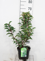 Prunus lusitanica 'Brenelia'   pot   40 50 cm   struik  
