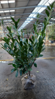 Prunus laurocerasus 'Caucasica'   aardekluit   80 100 cm