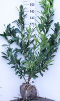 Prunus laurocerasus 'Caucasica'   aardekluit   125 150 cm