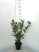 Prunus laurocerasus 'Caucasica'   pot   40 60 cm