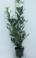 Prunus laurocerasus 'Caucasica'   pot 5L   80 100 cm