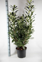 Prunus laurocerasus 'Caucasica'   pot 12L   125 150 cm  