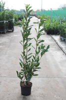 Prunus laurocerasus 'Caucasica'   pot 10L   100 125 cm