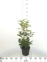 Prunus laurocerasus 'Mariblon' (Genolia)   pot   40 60 cm