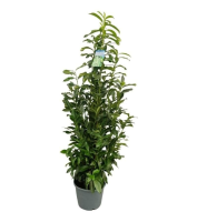 Prunus laurocerasus 'Mariblon' (Genolia)   pot 12L   100 125 cm