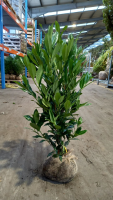 Prunus laurocerasus 'Herbergii'   aardekluit   80 100 cm