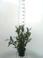 Prunus laurocerasus 'Herbergii'   pot   40 60 cm
