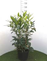 Prunus laurocerasus 'Herbergii'   pot 12L   80 100 cm