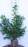 Prunus laurocerasus 'Novita'   aardekluit   125 150 cm  