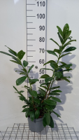 Prunus laurocerasus 'Novita'   pot   40 60 cm