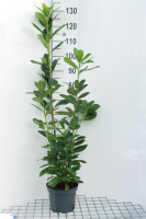 Prunus laurocerasus 'Novita'   pot 10L   100 125 cm