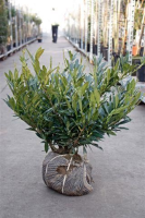 Prunus laurocerasus 'Otto Luyken'   aardekluit   40 50 cm