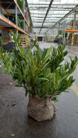 Prunus laurocerasus 'Otto Luyken'   aardekluit   50 60 cm
