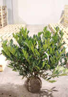 Prunus laurocerasus 'Otto Luyken'   aardekluit   60 80 cm