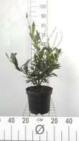 Prunus laurocerasus 'Otto Luyken'   pot 5L   40 60 cm