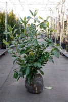Prunus laurocerasus 'Rotundifolia'   aardekluit   80 100 cm