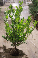 Prunus laurocerasus 'Rotundifolia'   aardekluit   125 150 cm